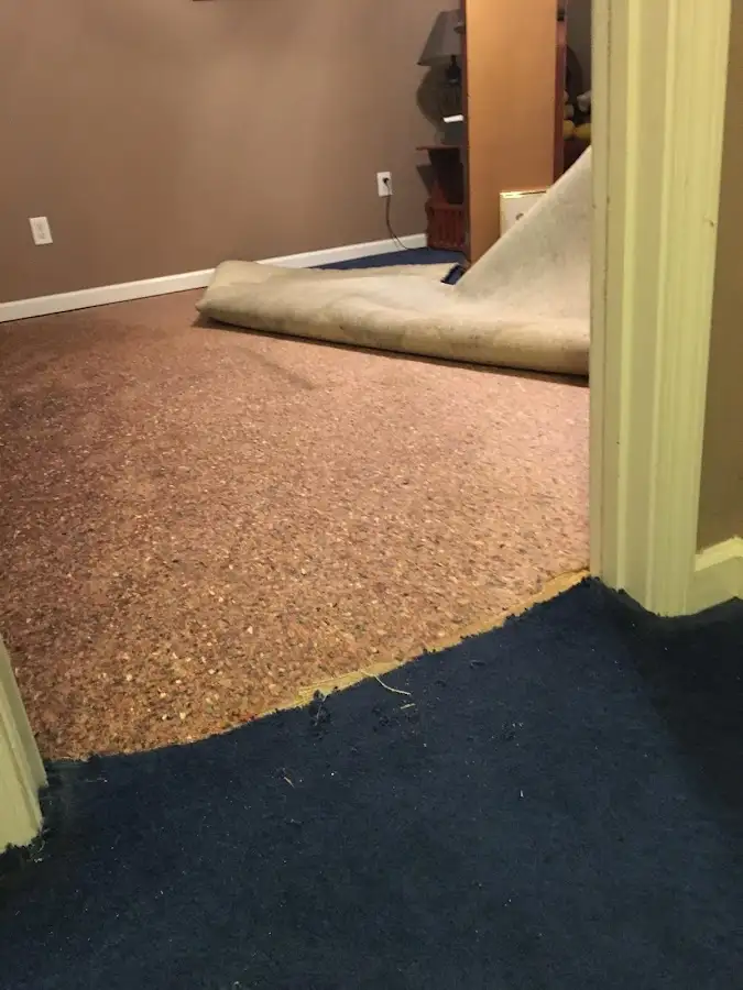 Carpet pad removal revealing water damage during Drying & Dehumidification in Millis
